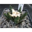 Ariocarpus bravoanus 5cm wurzelecht !