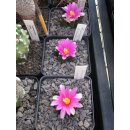 Ariocarpus bravoanus 5cm wurzelecht !