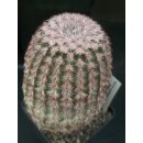 Echinocereus pectinatus (Detras / Chi.)  WE !!