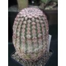 Echinocereus pectinatus (Detras / Chi.)  WE !!