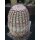 Echinocereus pectinatus (Detras / Chi.)  WE !!