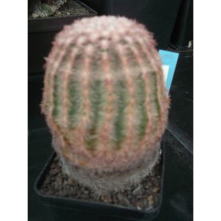 Echinocereus pectinatus (10) wurzelecht  !!
