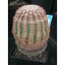 Echinocereus pectinatus (10) wurzelecht  !!