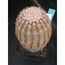 Echinocereus pectinatus (10) wurzelecht  !!
