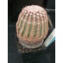 Echinocereus pectinatus (10) wurzelecht  !!