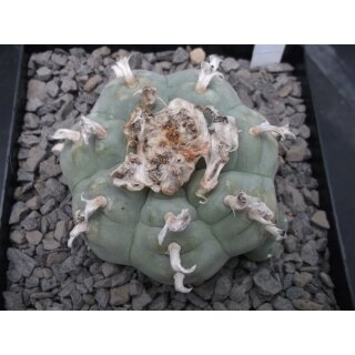 Lophophora williamsii 7,5cm !