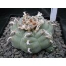 Lophophora williamsii 7,5cm !