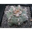 Lophophora williamsii 7,5cm !