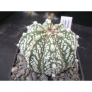 Astrophytum cv-super cabuto Hybride 6,5cm  !