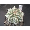 Astrophytum cv-super cabuto Hybride 6,5cm  !
