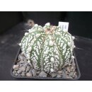 Astrophytum cv-super cabuto Hybride 6,5cm  !