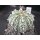 Astrophytum cv-super cabuto Hybride 6,5cm  !