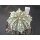 Astrophytum cv-super cabuto Hybride 6,5cm  !