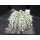 Astrophytum cv-super cabuto Hybride 6,5cm  !