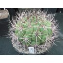 Gymnocalycium saglione gro&szlig; 12cm wurzelecht !