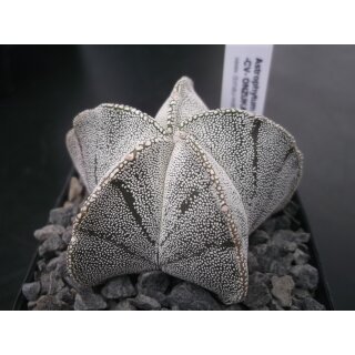 Astrophytum cv-onzuka Hybride 6,5cm!
