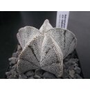 Astrophytum cv-onzuka Hybride 6,5cm!