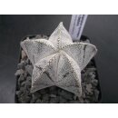 Astrophytum cv-onzuka Hybride 6,5cm!