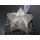 Astrophytum cv-onzuka Hybride 6,5cm!