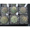 Euphorbia obesa Nachzuchtpflanzen 4,5 - 5cm...
