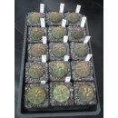 Euphorbia obesa Nachzuchtpflanzen 4,5 - 5cm...