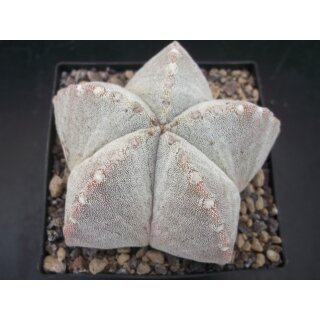 Astrophytum myriostigma 9cm  !!
