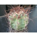 Astrophytum senile gro&szlig; 9cm