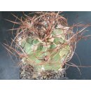 Astrophytum senile gro&szlig; 9cm