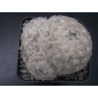 Mammillaria plumosa 7cm !