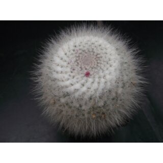 Mammillaria hahniana 10cm