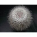 Mammillaria hahniana 10cm