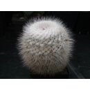 Mammillaria hahniana 10cm