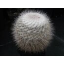 Mammillaria hahniana 10cm