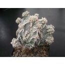 Astrophytum cv HAKUUN Hybride 6cm!
