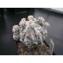 Astrophytum cv HAKUUN Hybride 6cm!