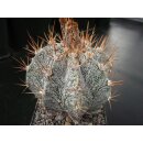 Astrophytum ornatum Hybride 10cm !!