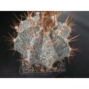 Astrophytum ornatum Hybride 10cm !!