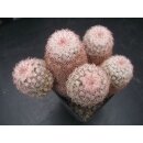 Echinocereus pectinatus (Delante) WE !!
