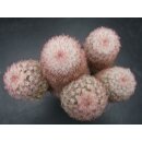 Echinocereus pectinatus (Delante) WE !!