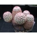 Echinocereus pectinatus (Delante) WE !!