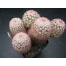 Echinocereus pectinatus (Delante) WE !!