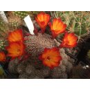 Sulcorebutia taratensis / La Villa mind. 4cm !!