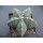 Astrophytum myriostigma ( seminudal )  10cm !!