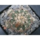 Gymnocalycium bruchii  frosthart !!