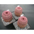 Echinocereus rubrispinus Lau088 (Selektion) bl&uuml;hf&auml;hig  !