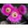 Echinocereus rubrispinus Lau088 (Selektion) bl&uuml;hf&auml;hig  !