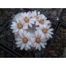 Mammillaria lenta 5cm wurzelecht !!