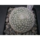 Mammillaria lenta 5cm wurzelecht !!