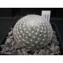 Mammillaria lenta 5cm wurzelecht !!