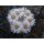 Mammillaria lenta 5cm wurzelecht !!
